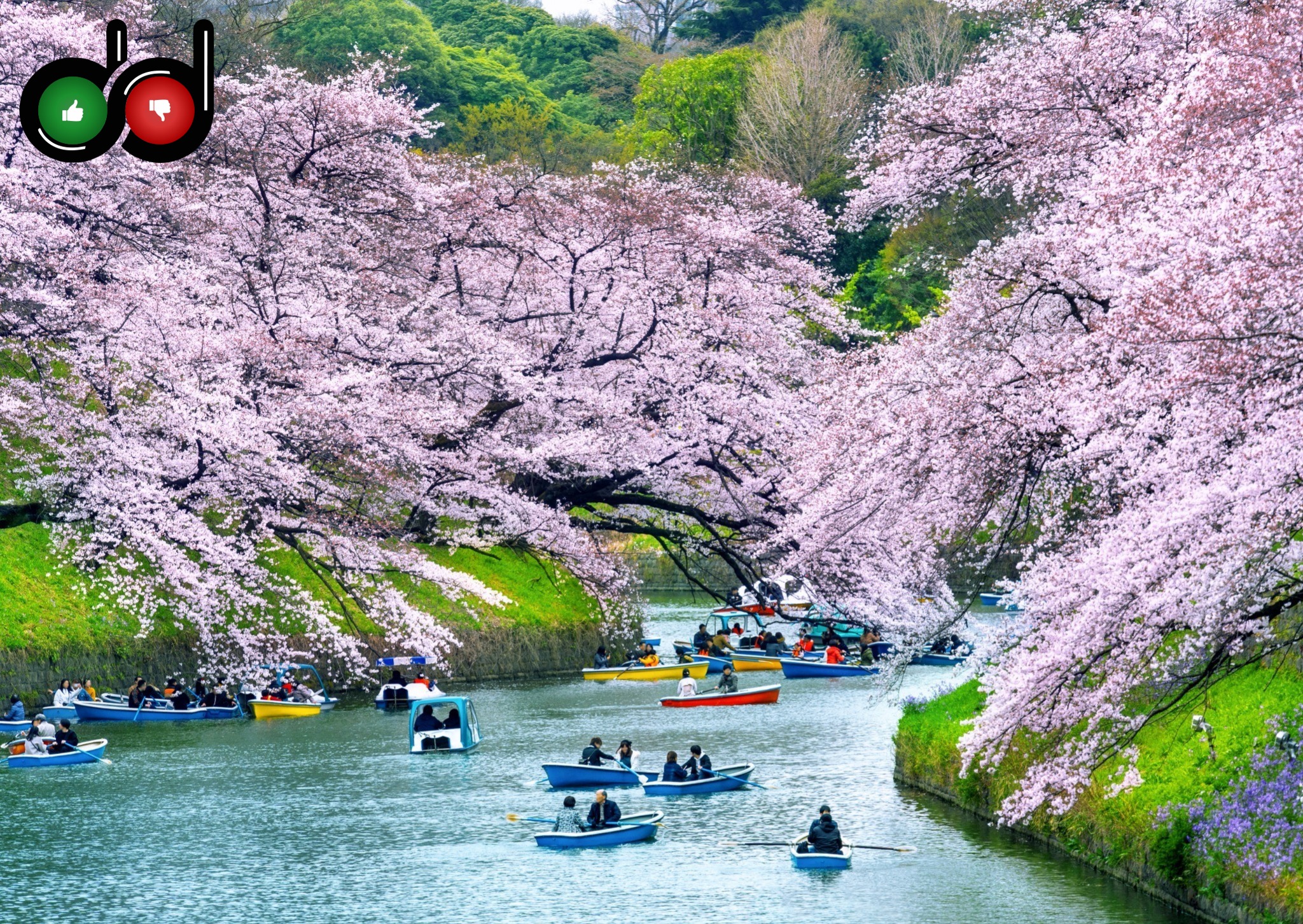 Cherry Blossom Festival Japan: Hanami Dos & Don’ts